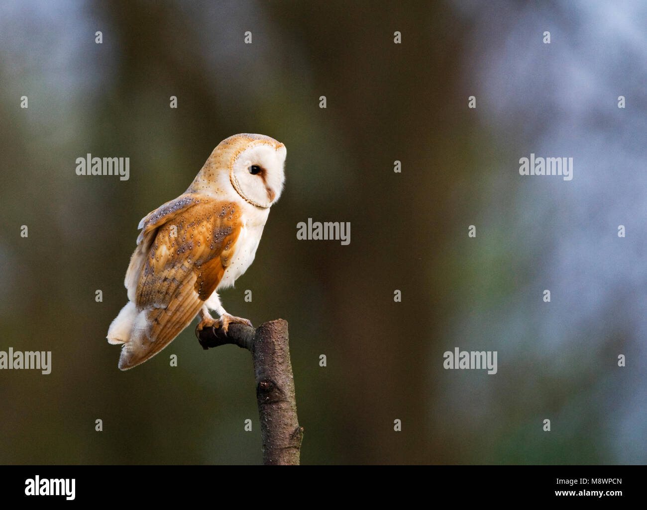 Kerkuil ; Barn Owl Banque D'Images