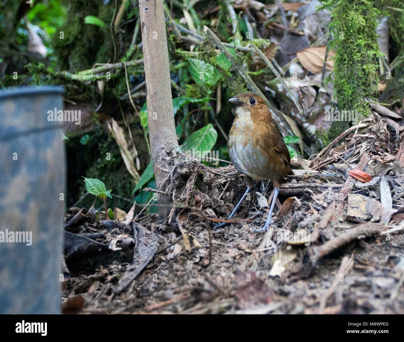 Caldasmierpitta kijkend naar de l'amidonnier van fluisteraar grallaire de ; Brown-bagué à la grallaire de la Whistler Grallaire Banque D'Images