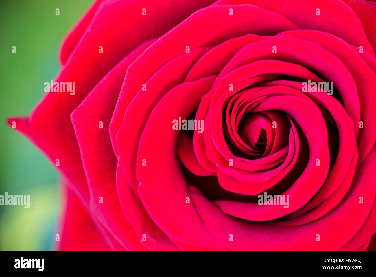 Macro de rose rouge dans un jardin, vue d'en haut Banque D'Images