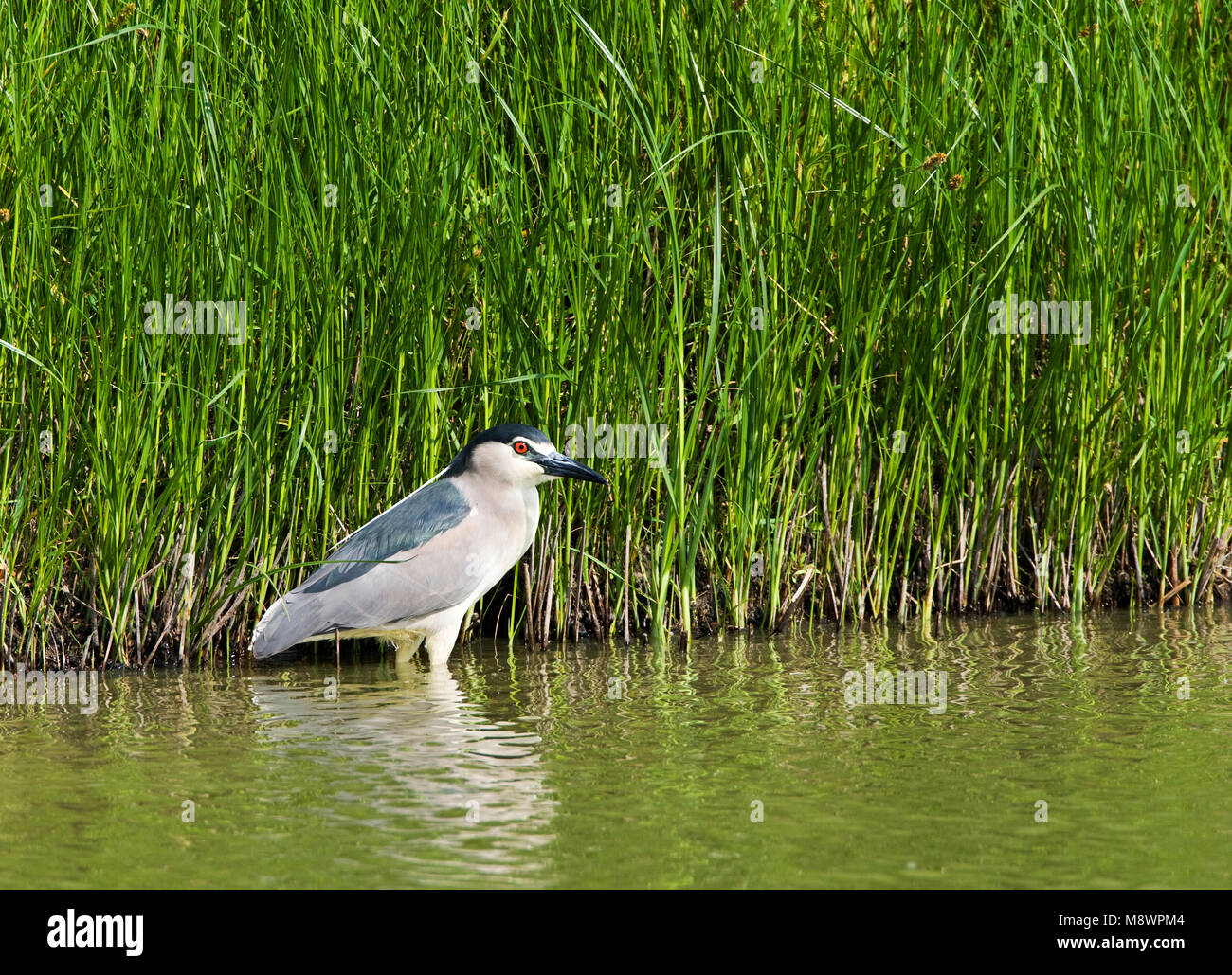 Rietkraag langs Kwak adulte adultes ; bihoreau gris debout à bord roselière Banque D'Images