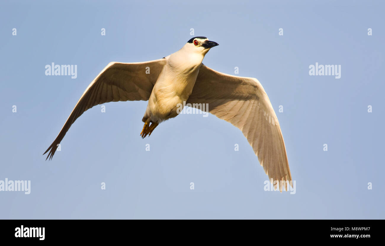 Volwassen Kwak dans de viaje en avión ; des profils bihoreaux en vol Banque D'Images