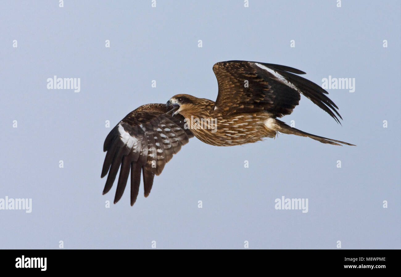 Zwartoorwouw vliegend ; black-eared Kite flying Banque D'Images