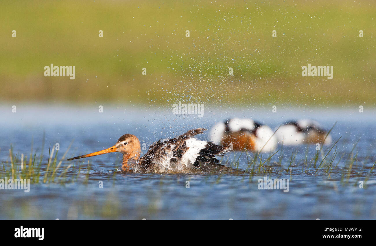 Badderend Grutto, barge à queue noire bading Banque D'Images