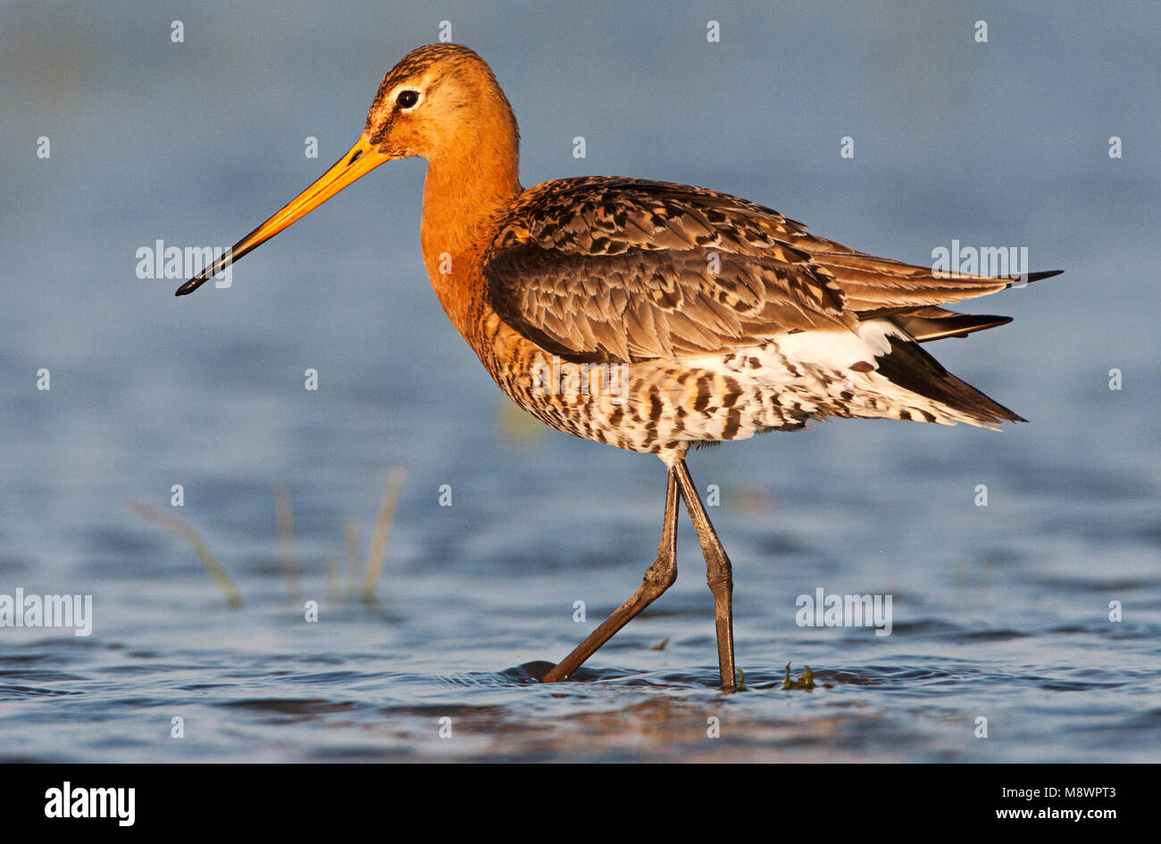 Dans avondlicht Grutto lopend ; Barge à queue noire marchant dans la lumière du soir Banque D'Images