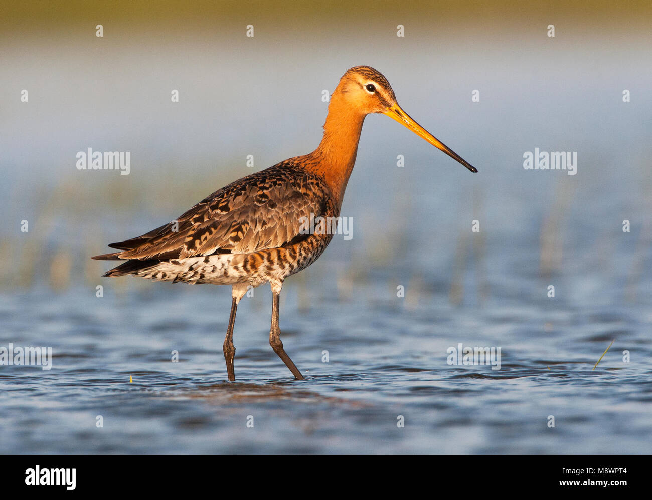 Dans avondlicht Grutto lopend ; Barge à queue noire marchant dans la lumière du soir Banque D'Images