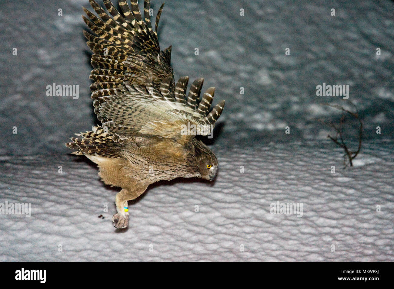 Blakinston Fish-Owl Blakistonvisuil, de Blakiston, Bubo Banque D'Images