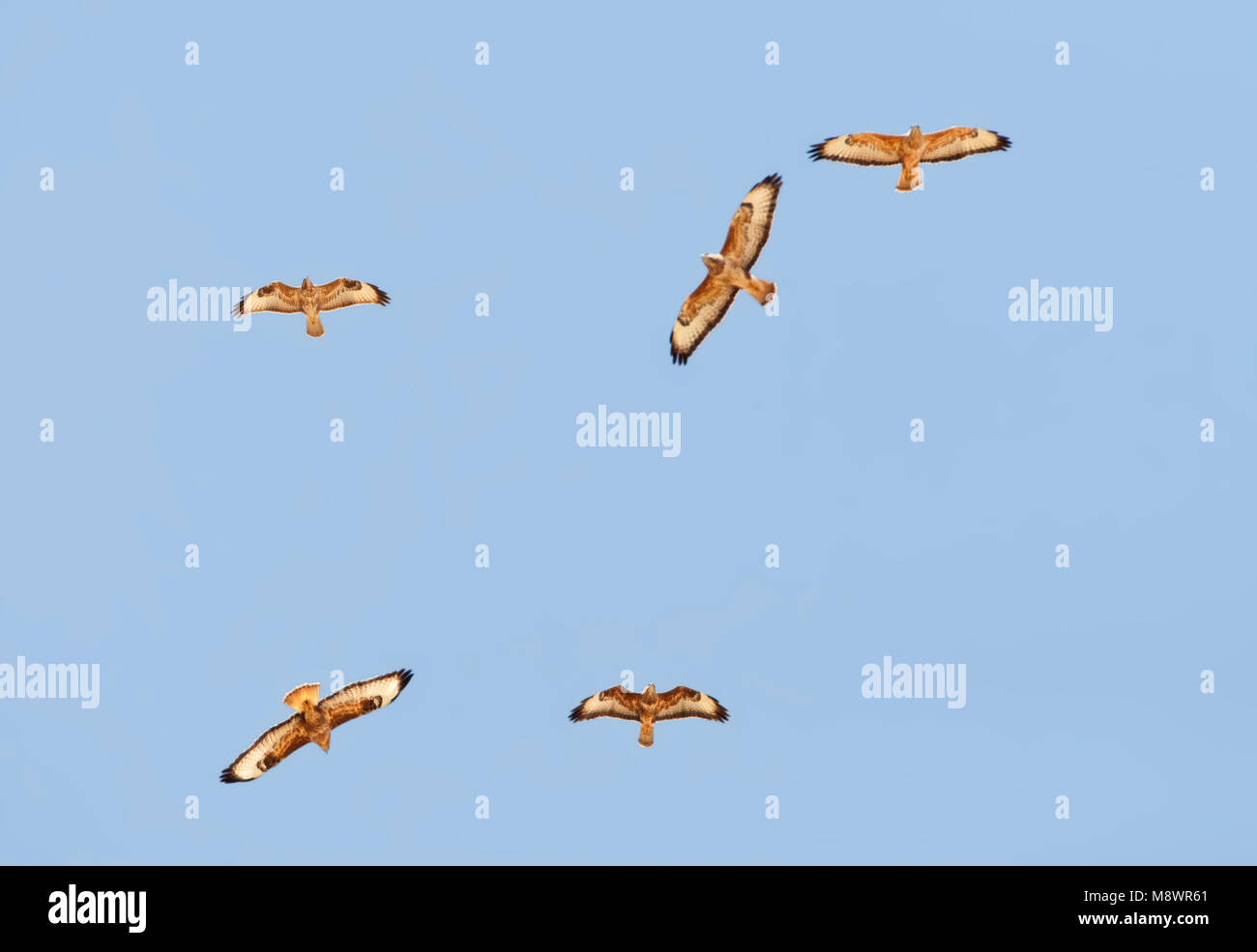 Steppebuizerd, Steppe Buzzard, Buteo buteo vulpinus Banque D'Images