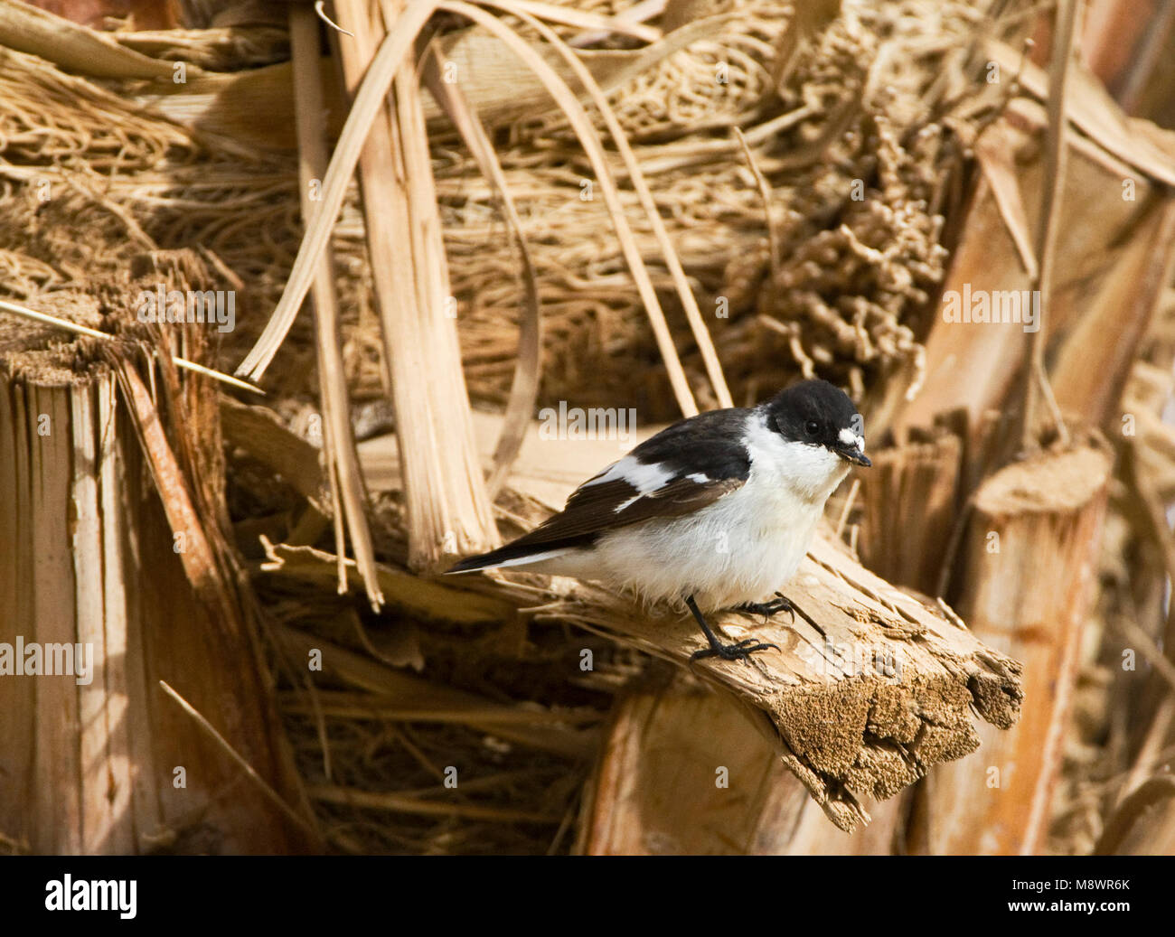 Mannetje Balkanvliegenvanger palmtak zittend ; op sous-mâle Moucherolle perché sur palmbranch Banque D'Images