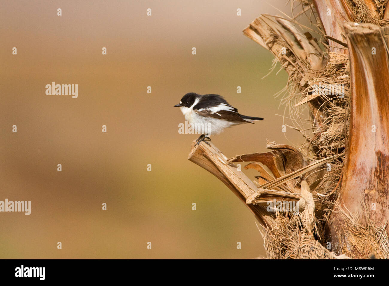 Mannetje Balkanvliegenvanger palmtak zittend ; op sous-mâle Moucherolle perché sur palmbranch Banque D'Images