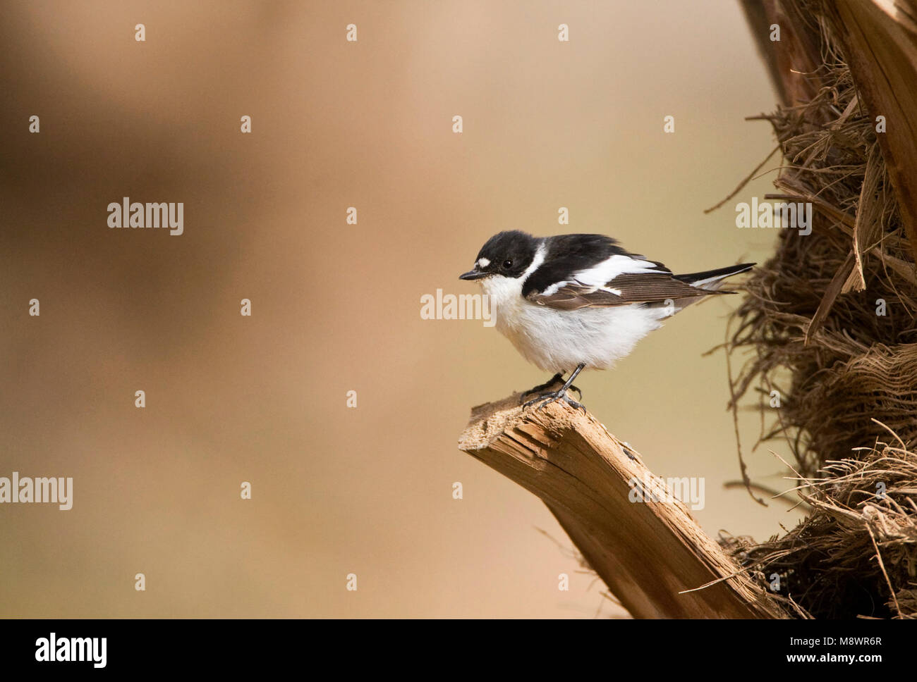 Mannetje Balkanvliegenvanger palmtak zittend ; op sous-mâle Moucherolle perché sur palmbranch Banque D'Images