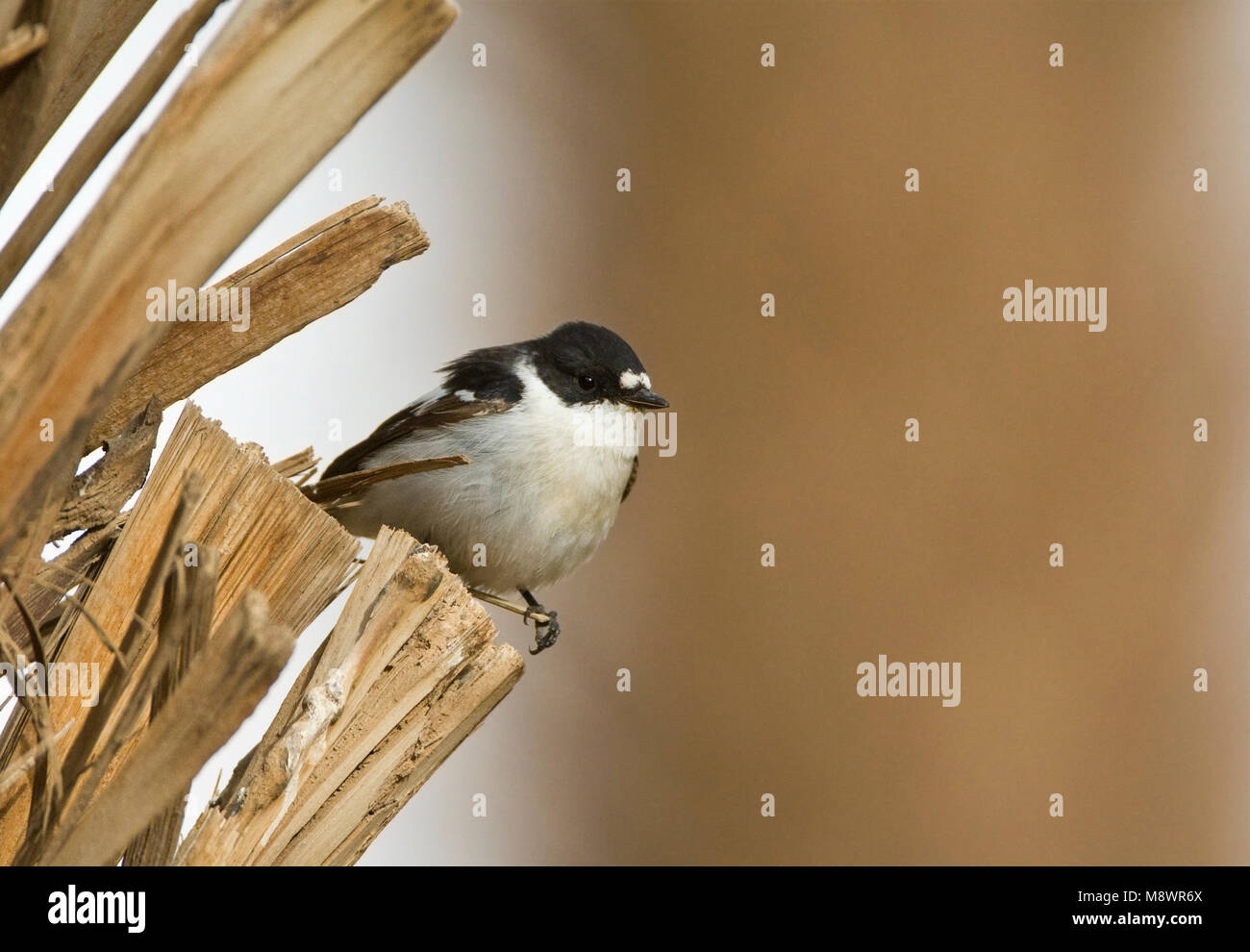 Mannetje Balkanvliegenvanger palmtak zittend ; op sous-mâle Moucherolle perché sur palmbranch Banque D'Images
