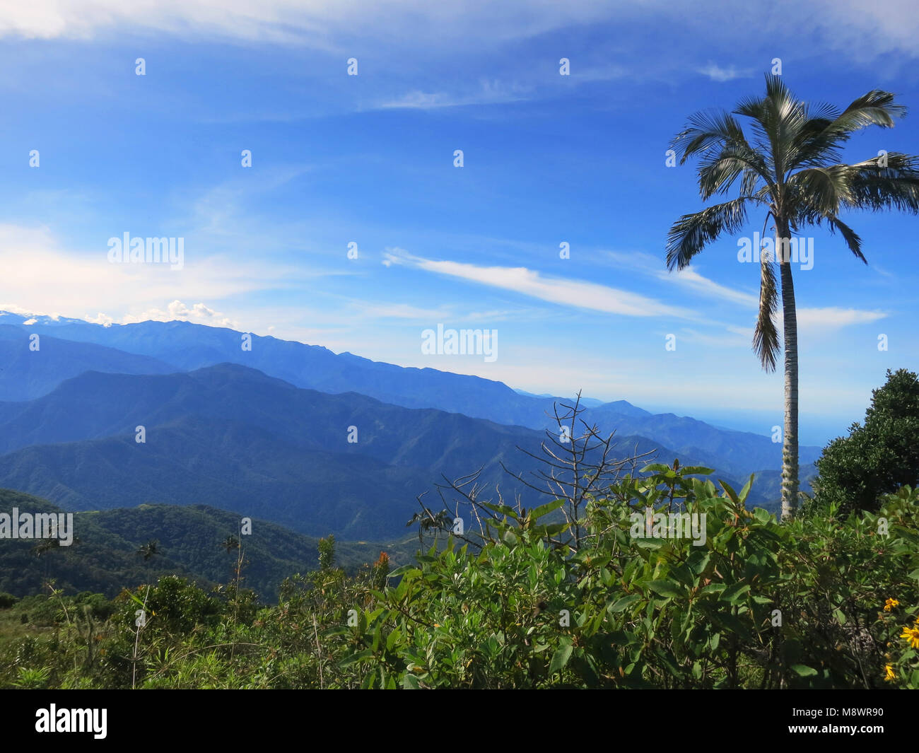 Slaapboom (Palm) / Palm Cire de couchage ; Santa Marta Parakeet, Fundación ProAves, Colombie Banque D'Images