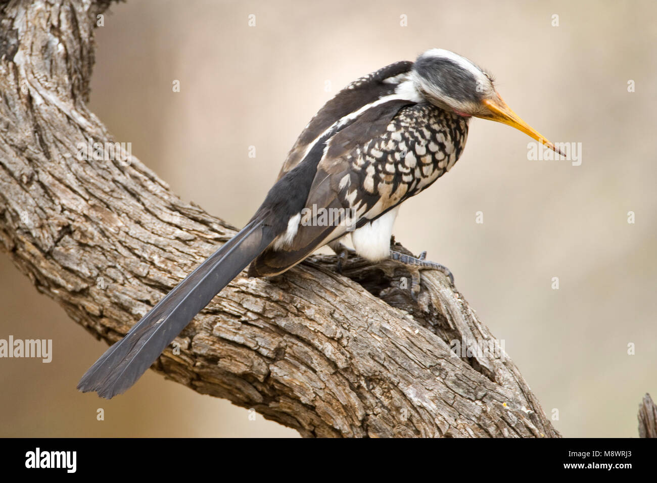 Geelsnaveltok Yellow-Billed Zuidelijke, Sud Calao, Tockus leucomelas, Geelsnaveltok Banque D'Images