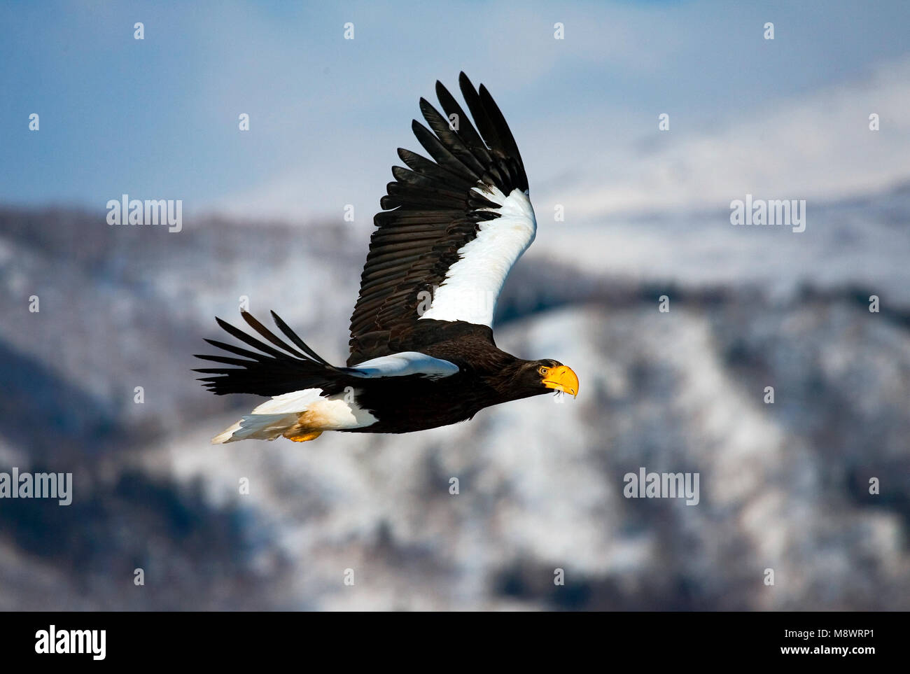 Mer Stellers-eagle (Haliaeetus pelagicus) Rausu, Japon Banque D'Images