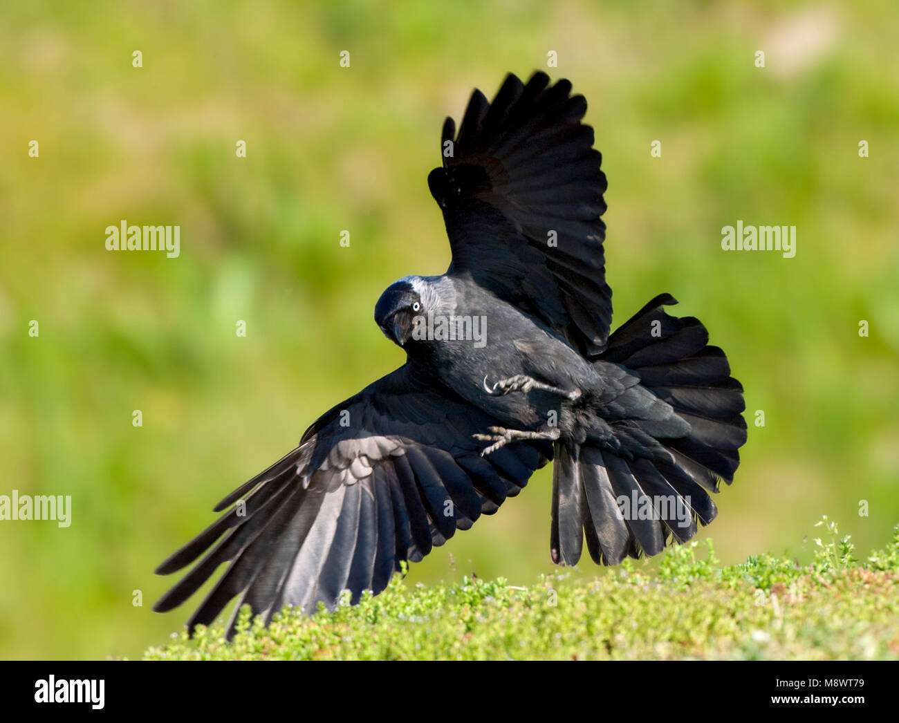 Kauw landend ; Western Jackdaw landing Banque D'Images