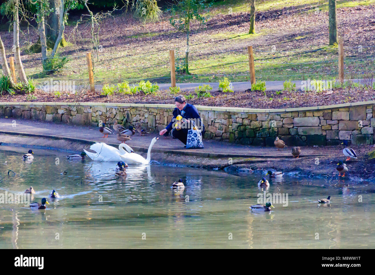 Glasgow, Écosse, Royaume-Uni. 20 mars 2018. Météo au Royaume-Uni : le premier jour du printemps, une femme nourrit les cygnes muets, Cygnus Oland, le matin ensoleillé dans le parc de la Reine. Credit: SKULLY/Alay Live News Banque D'Images