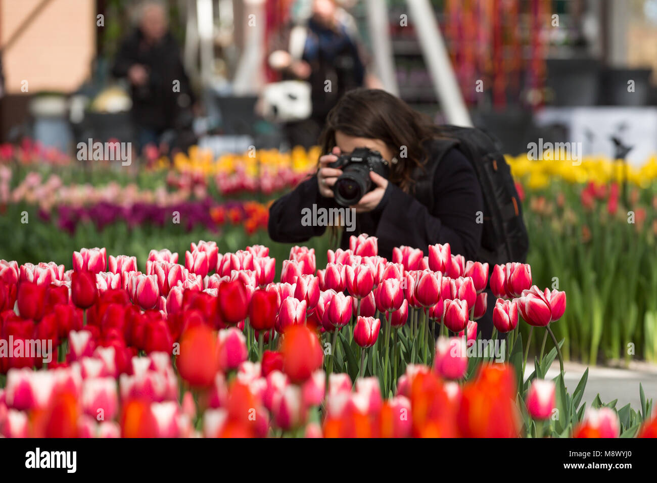 Lisse, Pays-Bas. Mar 20, 2018. Ouverture officielle de la saison 2018 Les jardins de Keukenhof. Le thème de cette année est la romance qui peut être vu dans 7 millions de bulbes à fleurs sur le 32Ha. Les Pays-bas , Photo prise le 20 mars 2018 Credit : Marcel van den Bos/Alamy Live News Banque D'Images