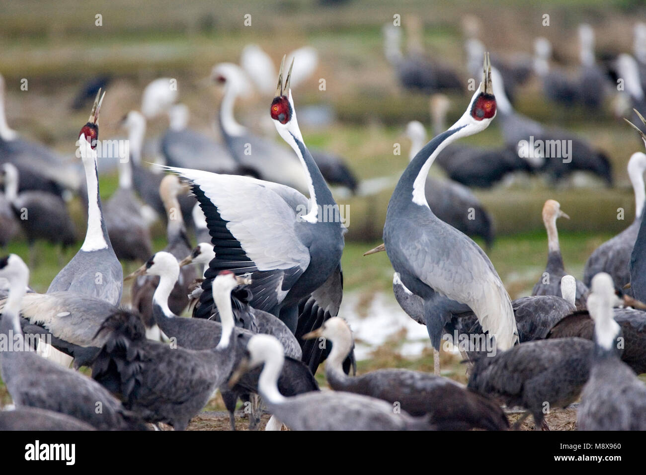 Overwinterende Witnekkraanvogels ; grues à cou blanc hiver Banque D'Images