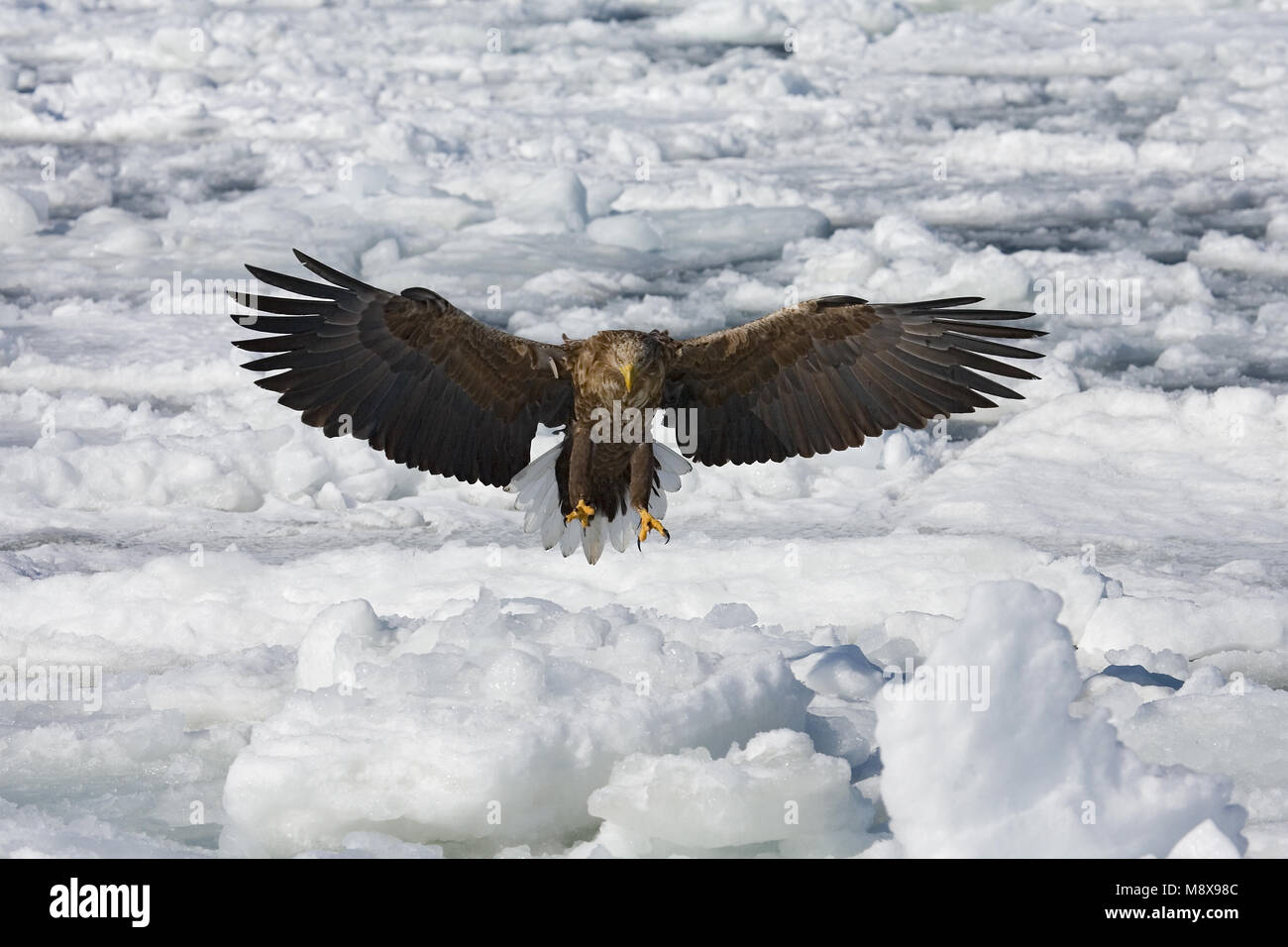 White-tailed Eagle landing adultes sur la glace ; Recreatie En Watersportcentrum volwassen landend op het ijs Banque D'Images