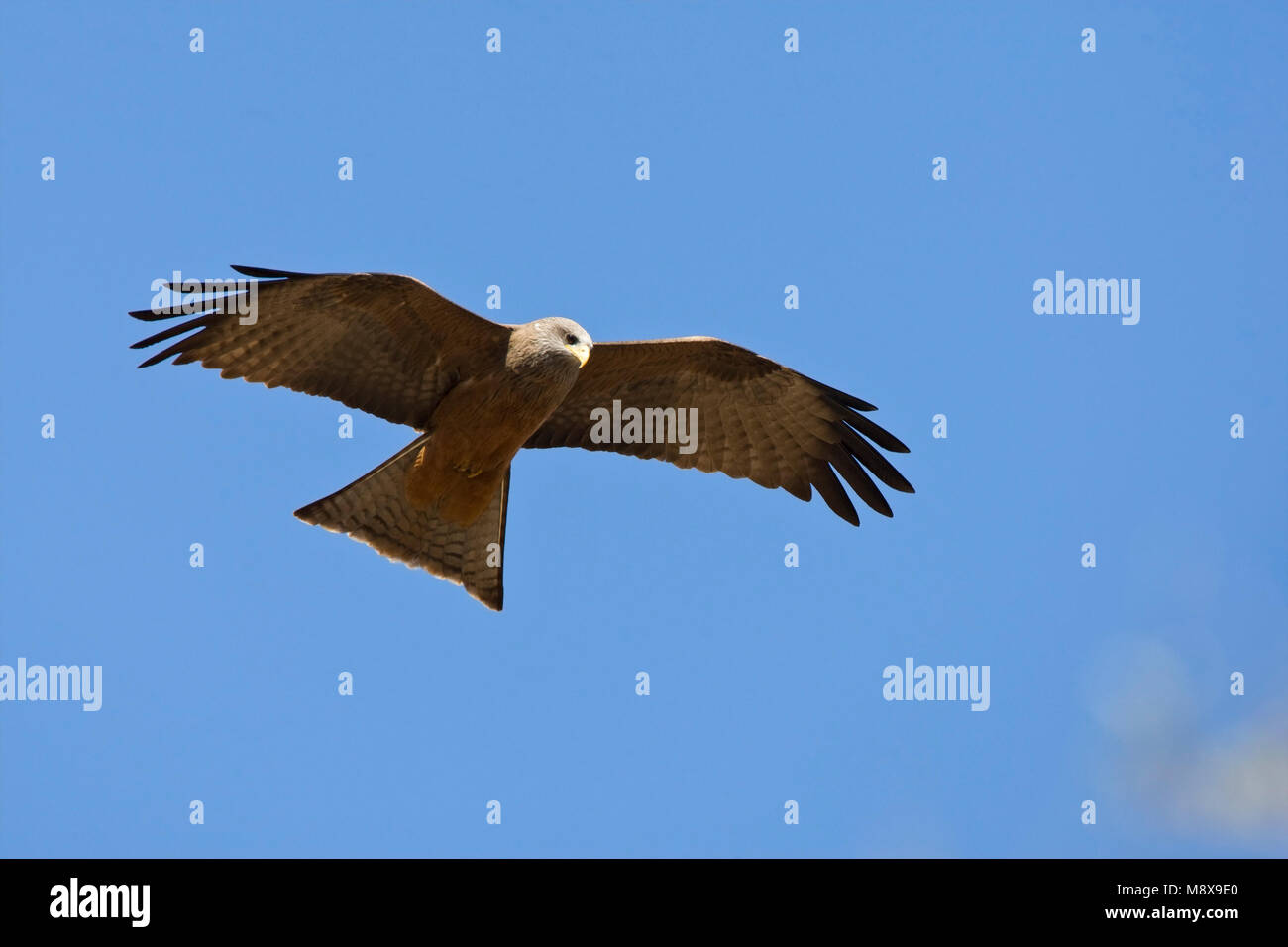 Dans Geelsnavelwouw de viaje en avión ; jaune-billed Kite en vol Banque D'Images