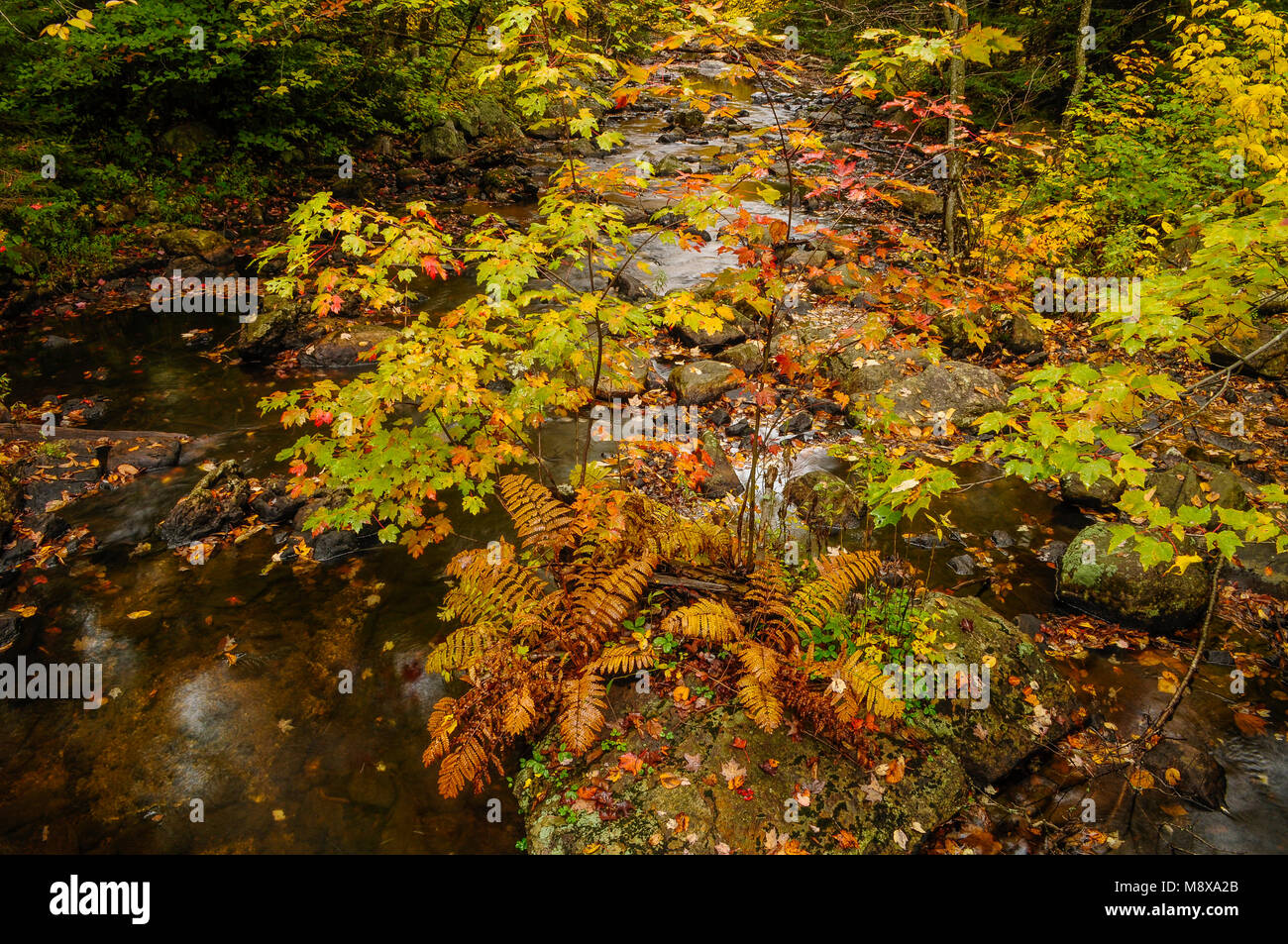 Rivière de cèdre, de l'Ouest Canada Lacs Wilderness Area, Adirondack Forest Preserve, New York Banque D'Images