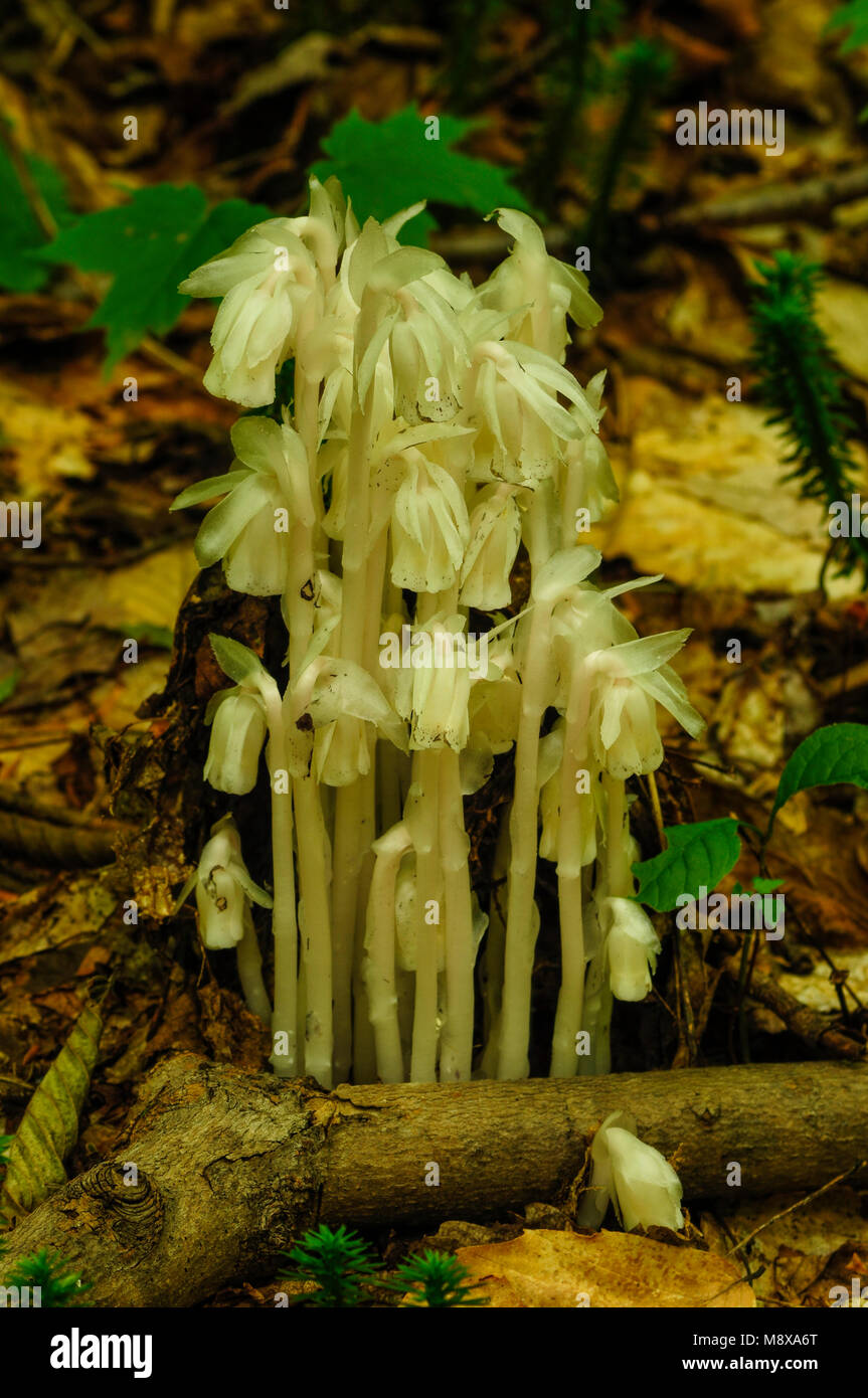 Indian Pipe, Monotropa uniflora, Silver Lake Wilderness Area, Adirondack Forest Preserve, New York Banque D'Images