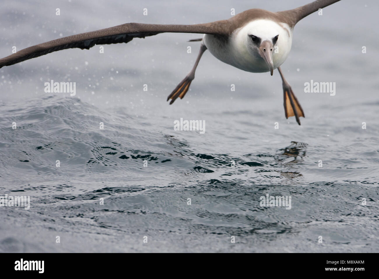 Dans Laysanalbatros viaje en avión ; en vol d'Albatros de Laysan Banque D'Images