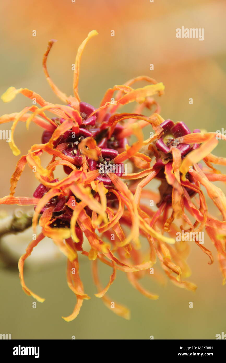 Hamamelis 'Jelena', noisette sorcière.Fleurs d'hiver épiderantes de Hamamelis x Intermedia 'Jelena' en janvier.ROYAUME-UNI Banque D'Images