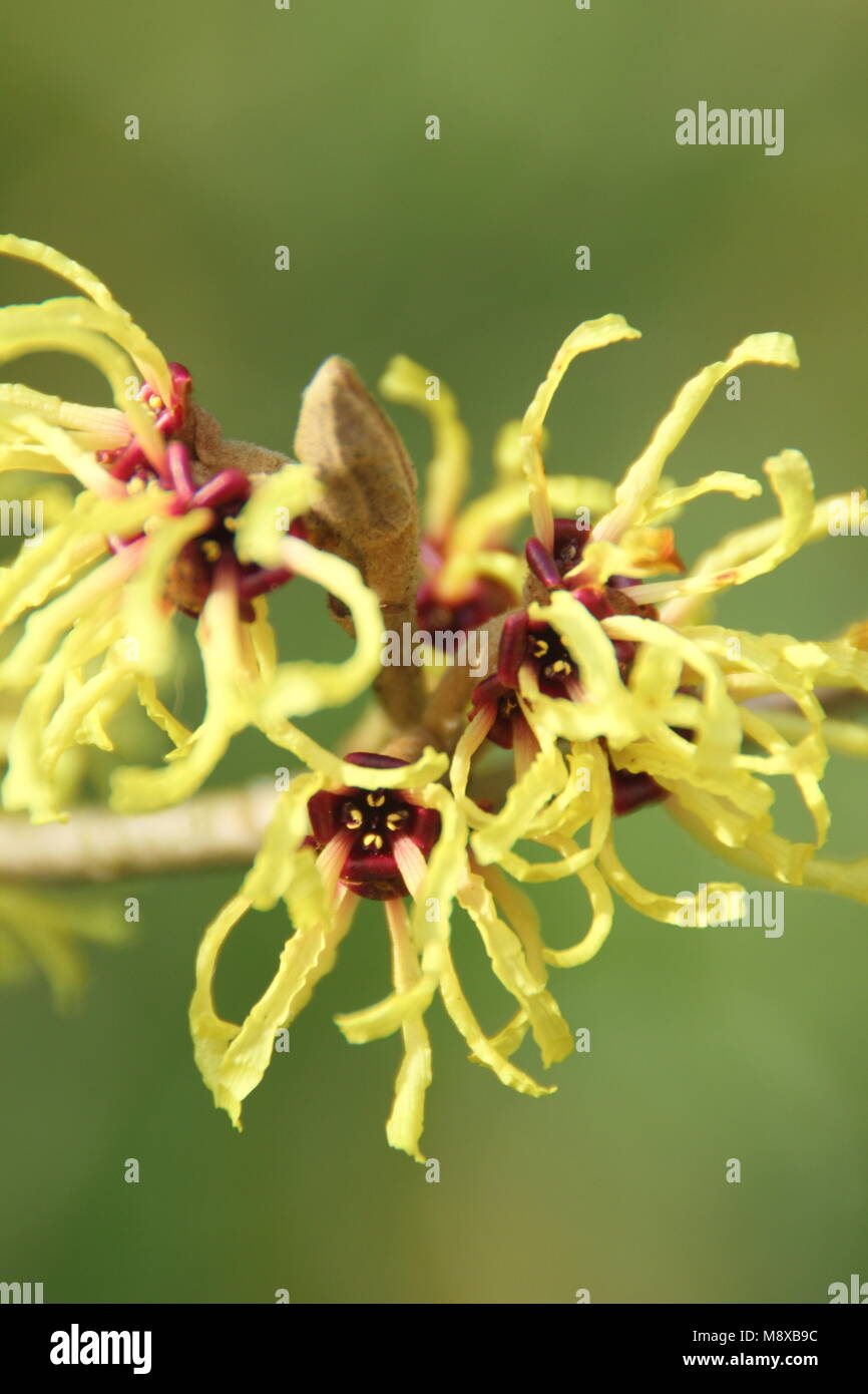 Fleurs d'hiver de l'Hamamelis x intermedia 'Pallida' l'hamamélis dans un jardin anglais, UK Banque D'Images