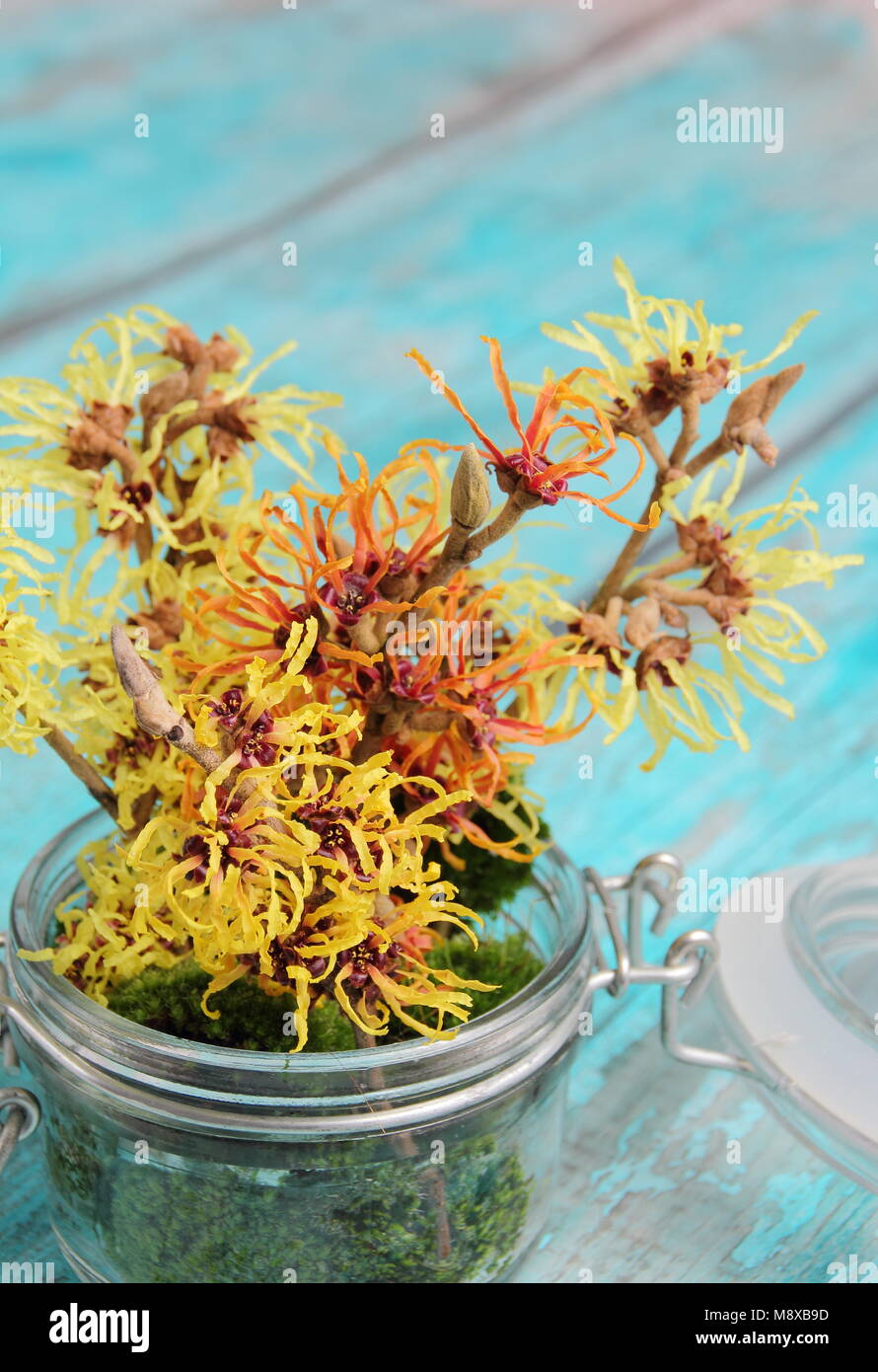 Noisette sorcière.Arrangement informel de Hamamelis intermedia 'Arnold Promise', 'pallida', 'Jelena' et 'Primavera' dans un pot en verre avec des mousses décoratives. Banque D'Images