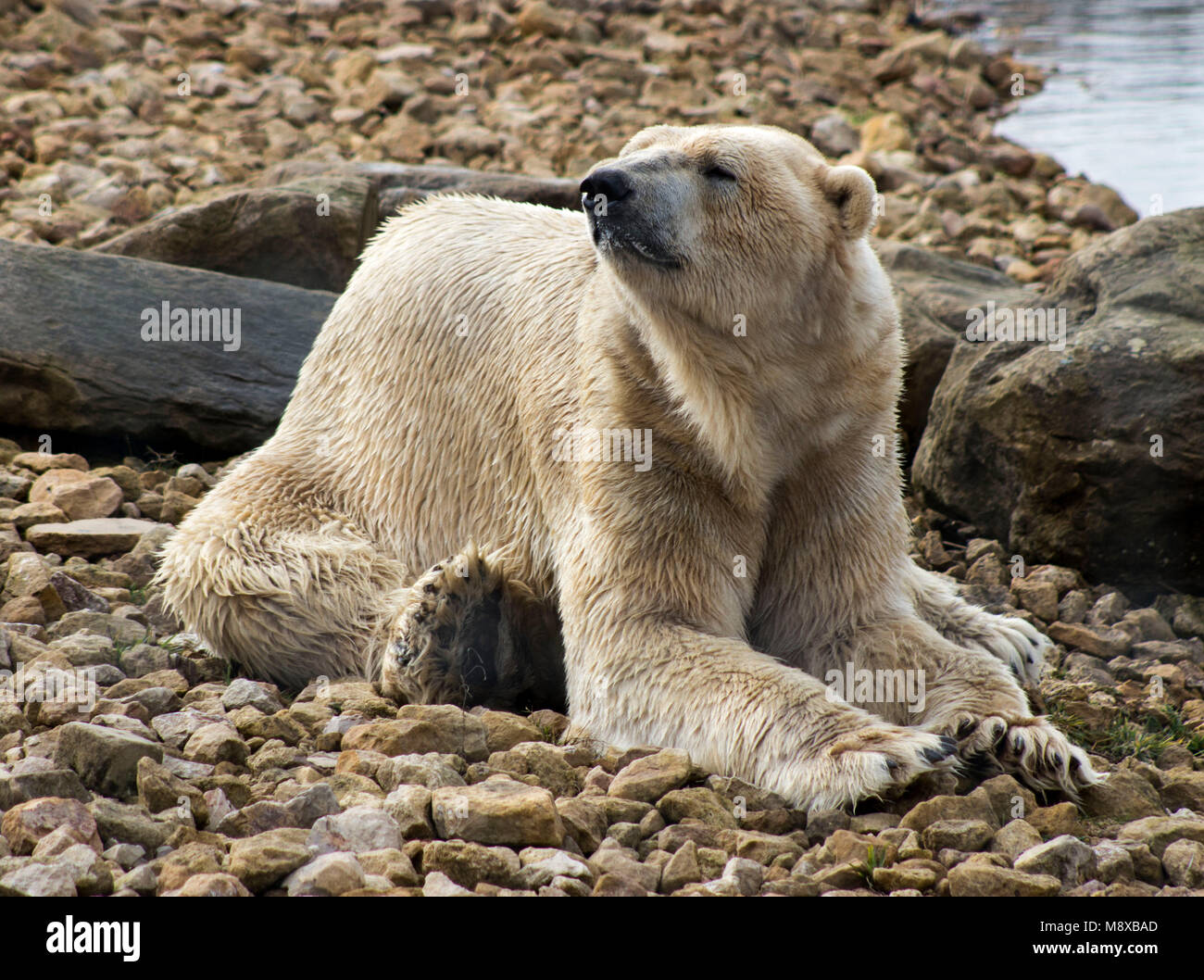 L'ours polaire fixant Banque D'Images