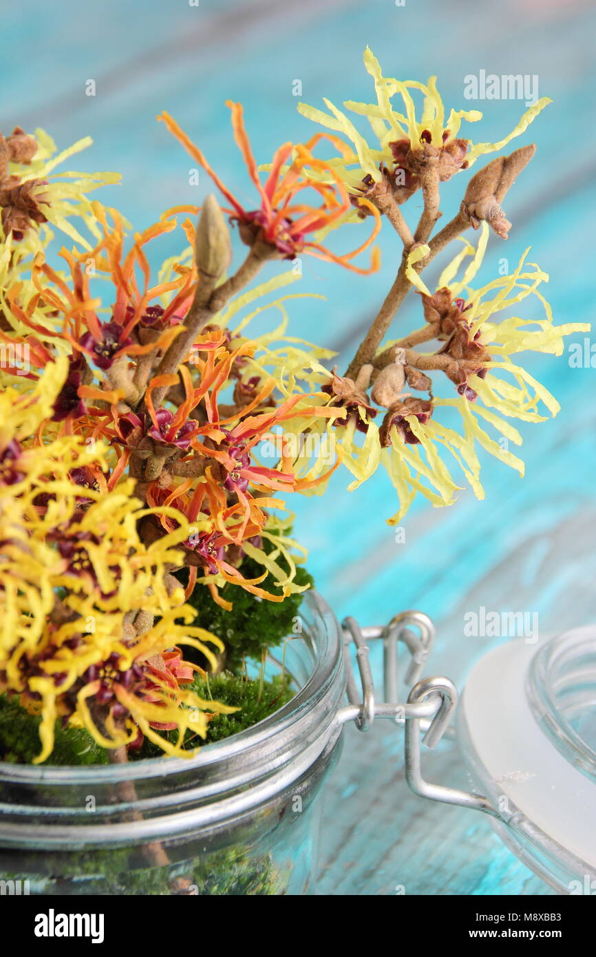 Hamamelis intermedia 'Arnold Promise', 'Pallida', 'Jelena' et 'Primavera' l'hamamélis arrangement floral vase en verre décoré de mousse. Banque D'Images