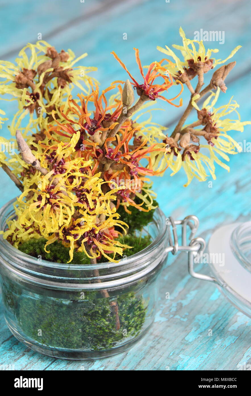 Hamamelis intermedia 'Arnold Promise', 'Pallida', 'Jelena' et 'Primavera' l'hamamélis arrangement floral vase en verre décoré de mousse. Banque D'Images