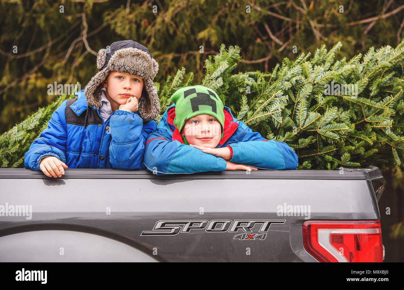 Heureux les frères avec un arbre de Noël fraîchement coupé dans un camion Banque D'Images