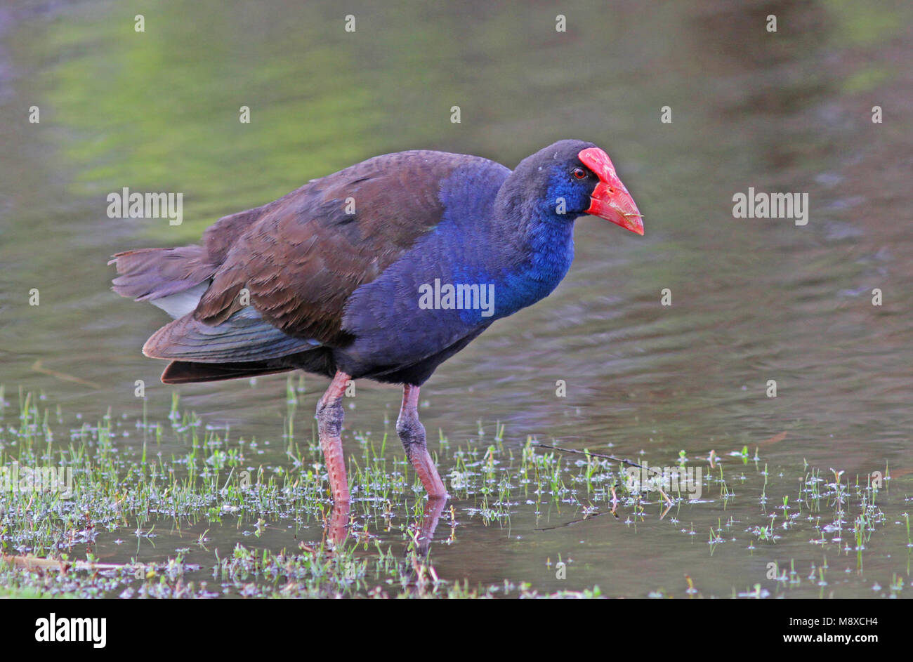 Australische Purperkoet, Australiens, talève sultane porphyrio melanotus Banque D'Images