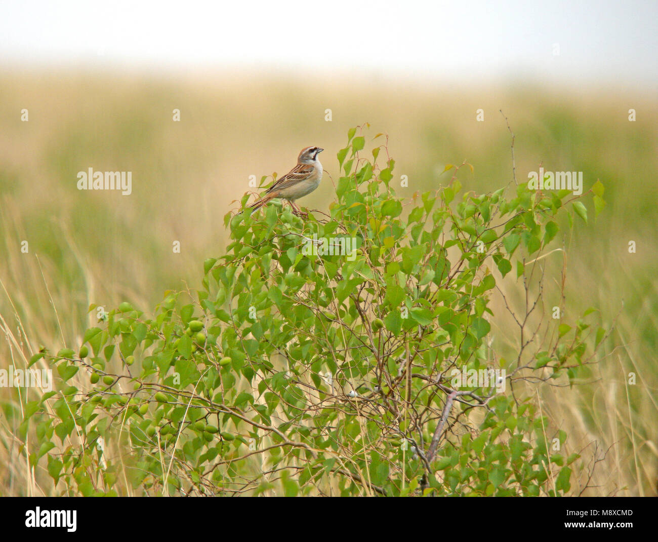 Jankowskis bunting Banque de photographies et d’images à haute