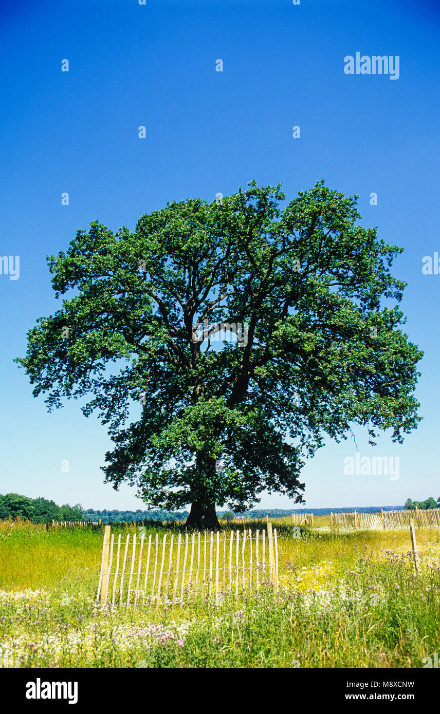 Arbre pour être abattus, la construction de routes de contournement de Newbury et protestations , Newbury, Berkshire, Angleterre. Banque D'Images