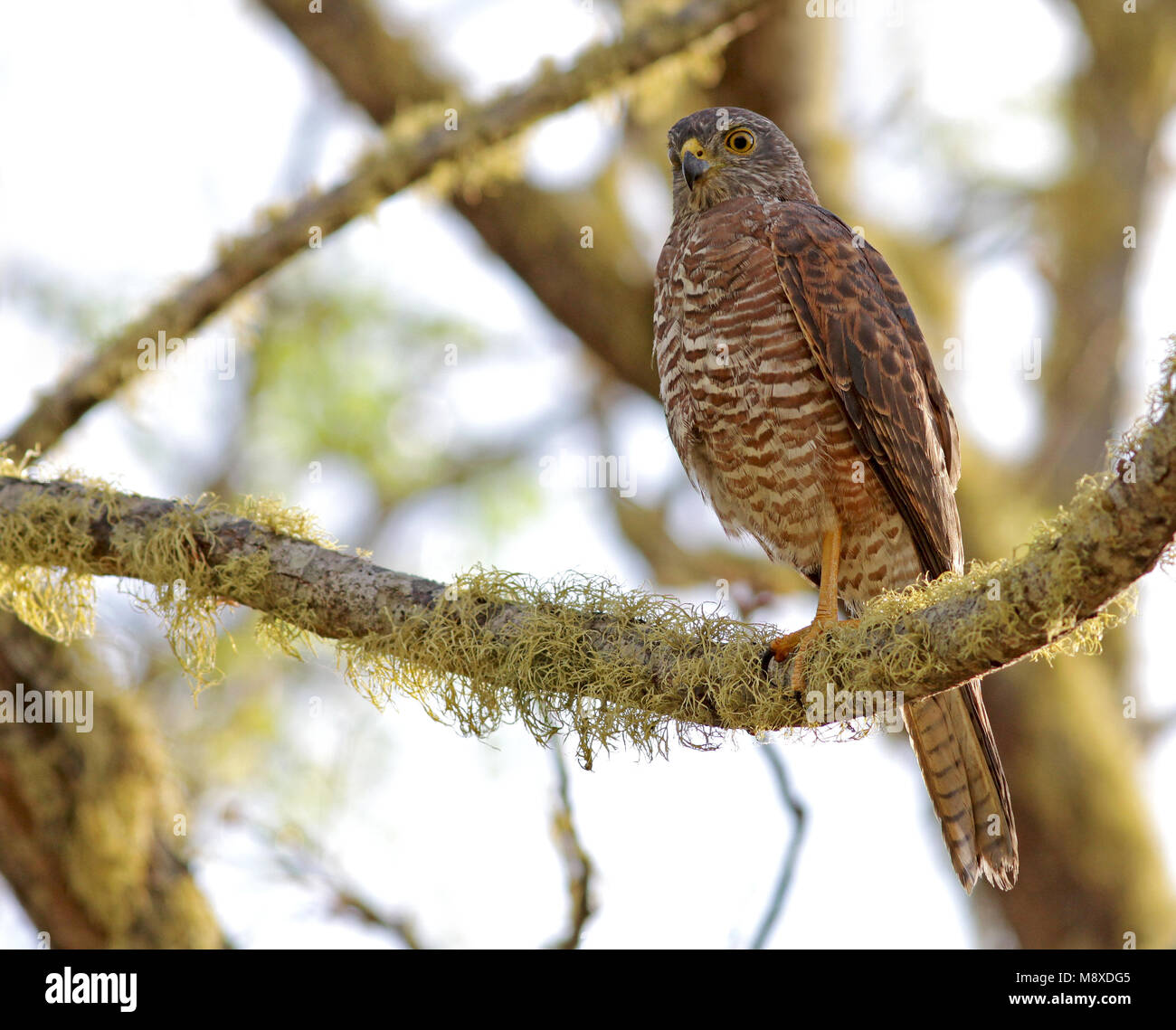 Havik Australische zittend op tak, Brown Goshawk (île Christmas) perché sur une branche Banque D'Images