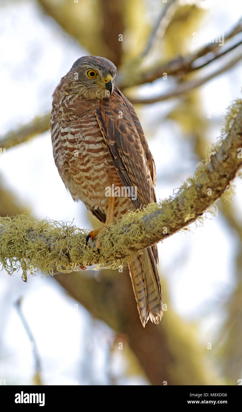 Havik Australische zittend op tak, Brown Goshawk (île Christmas) perché sur une branche Banque D'Images