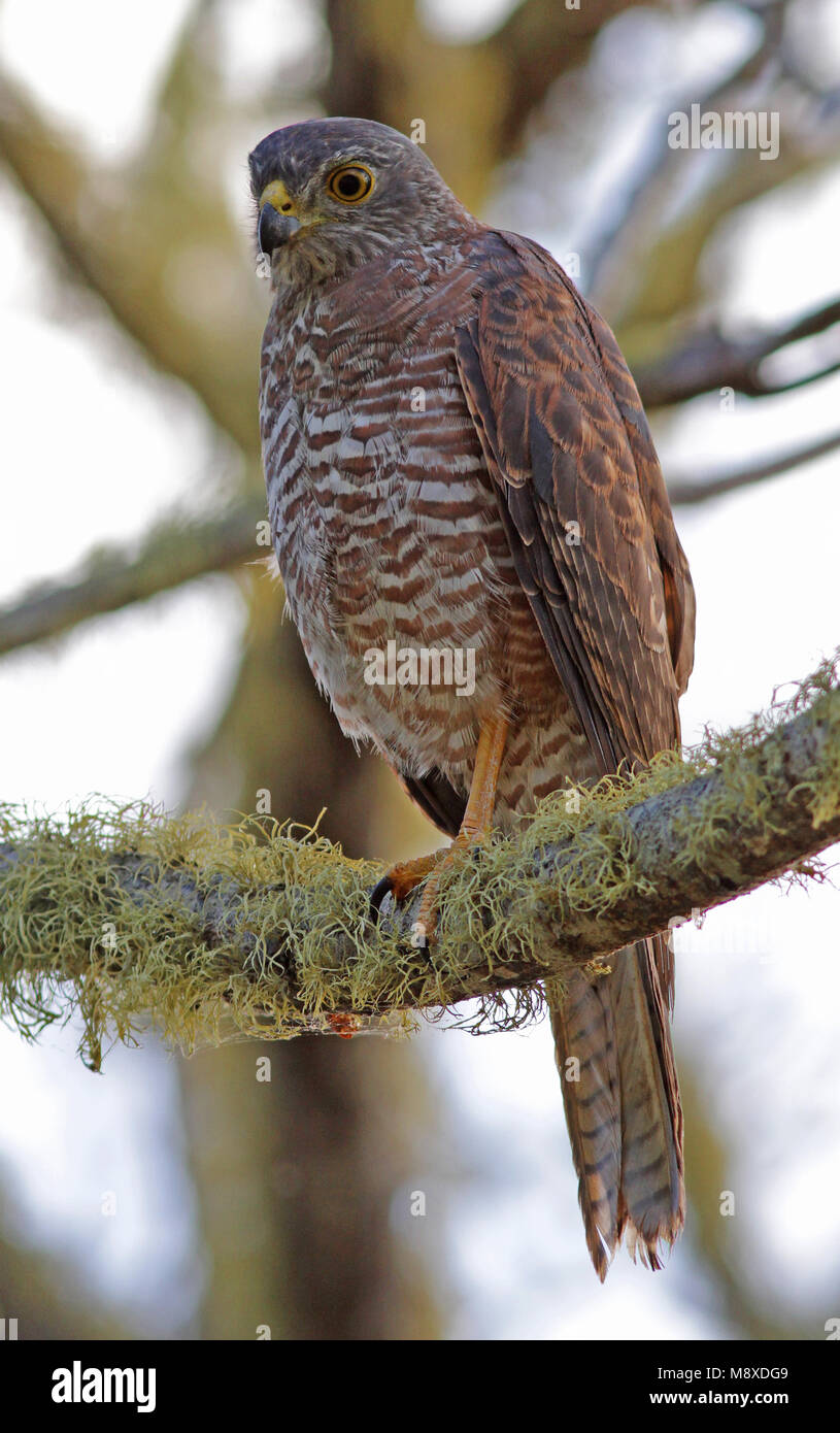 Havik Australische zittend op tak, Brown Goshawk (île Christmas) perché sur une branche Banque D'Images