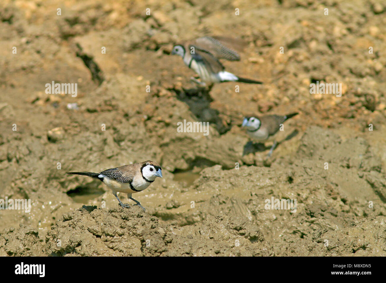 Image oiseaux faite par Pete Morris Banque D'Images