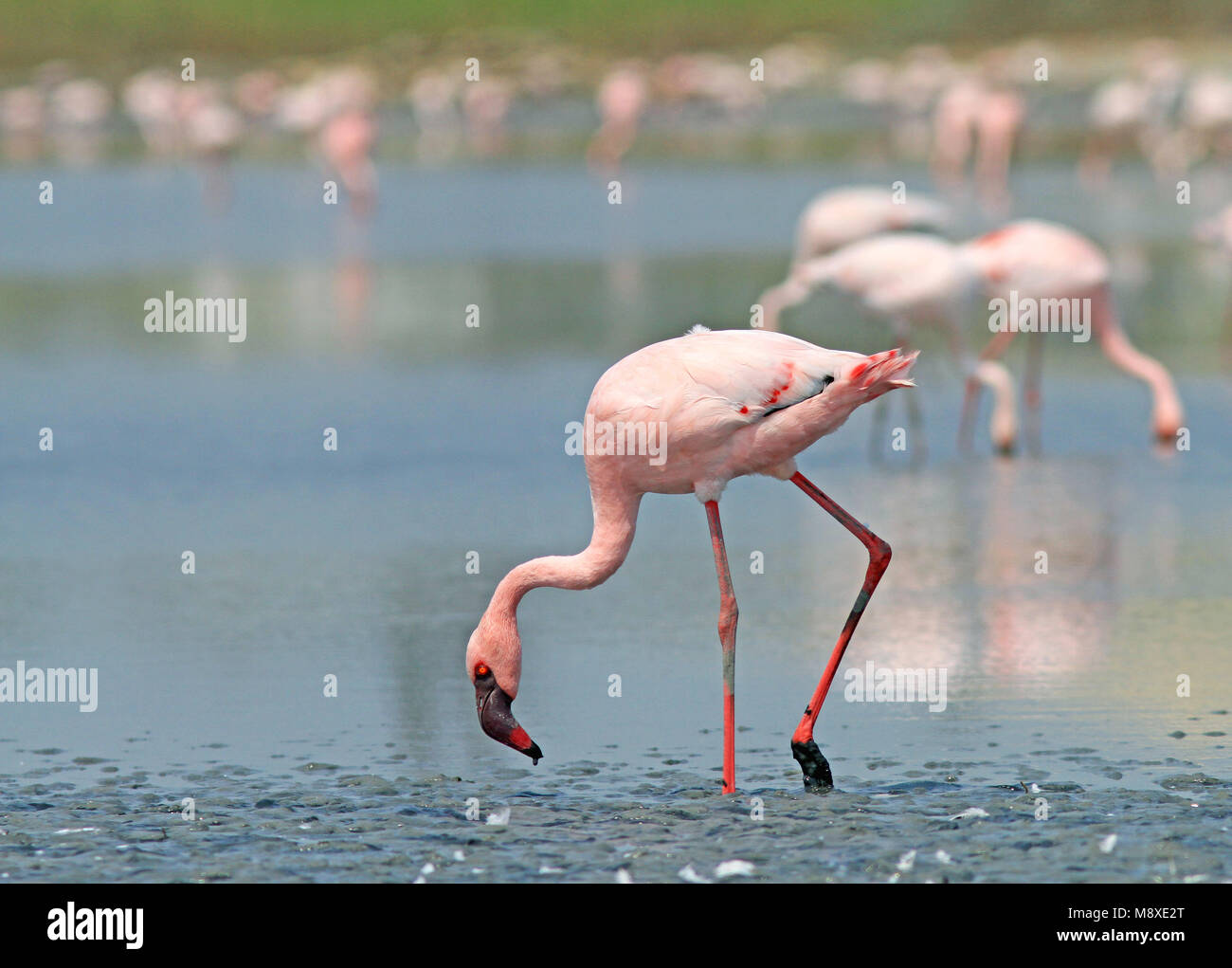Kleine Flamingo, Flamant, Phoeniconaias minor Banque D'Images