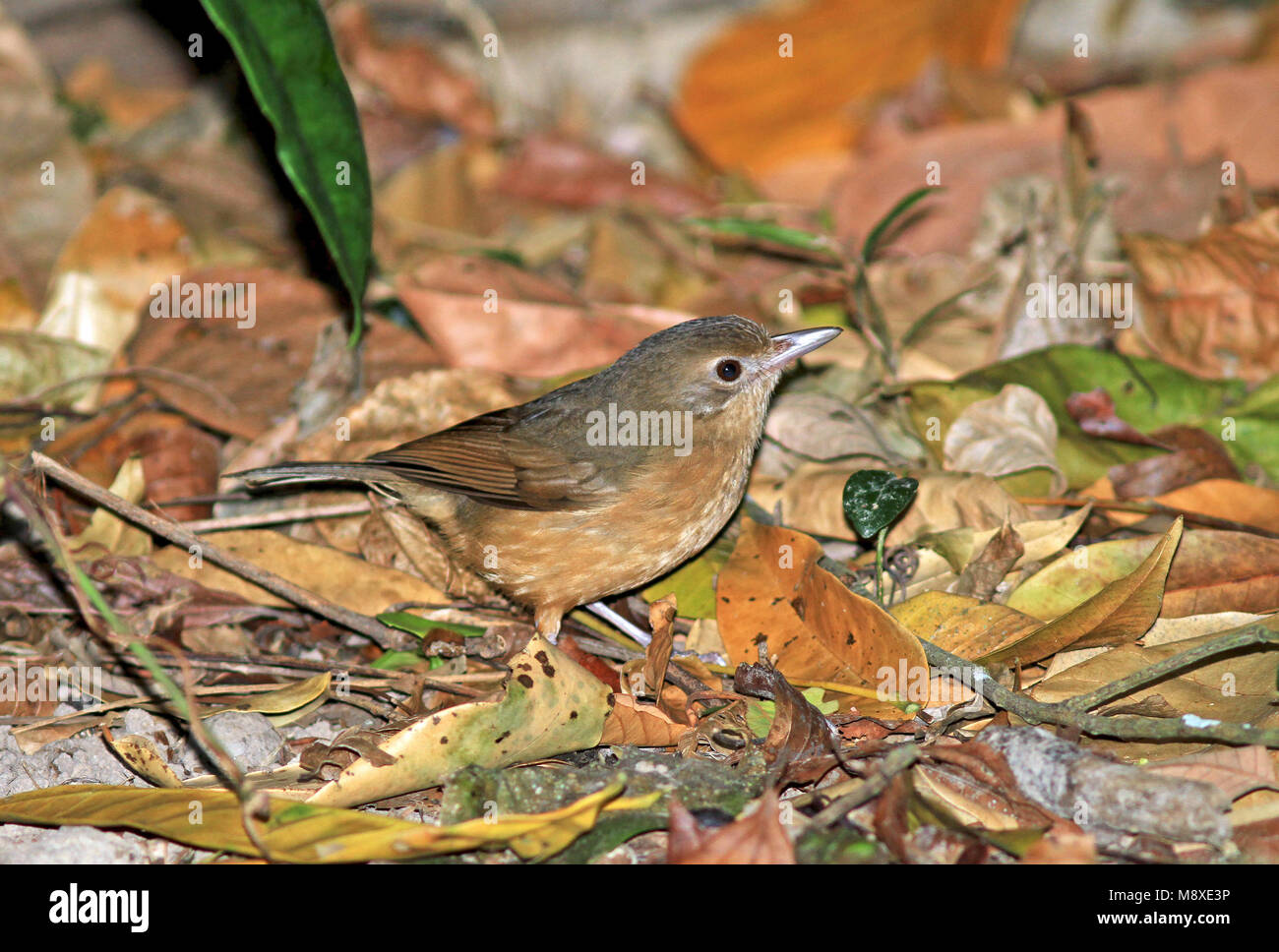 Image oiseaux faite par Pete Morris Banque D'Images