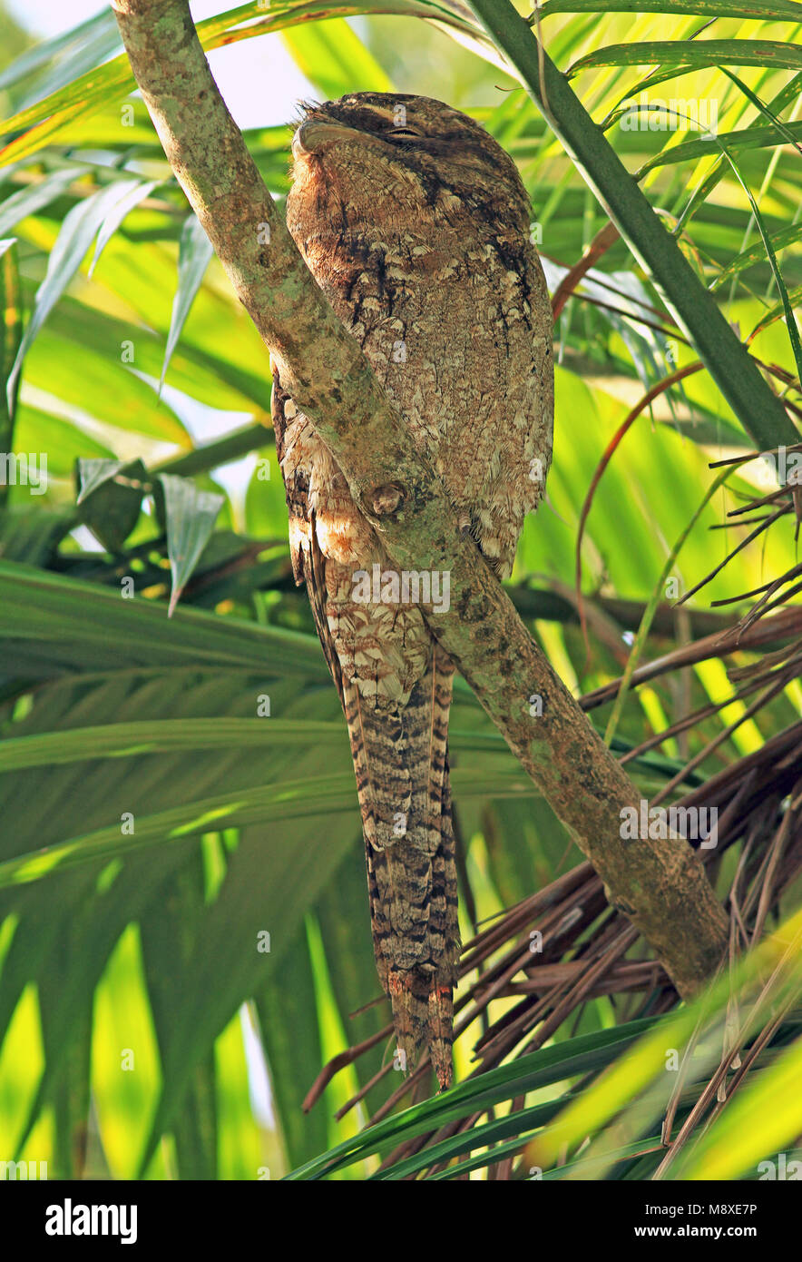 Image oiseaux faite par Pete Morris Banque D'Images