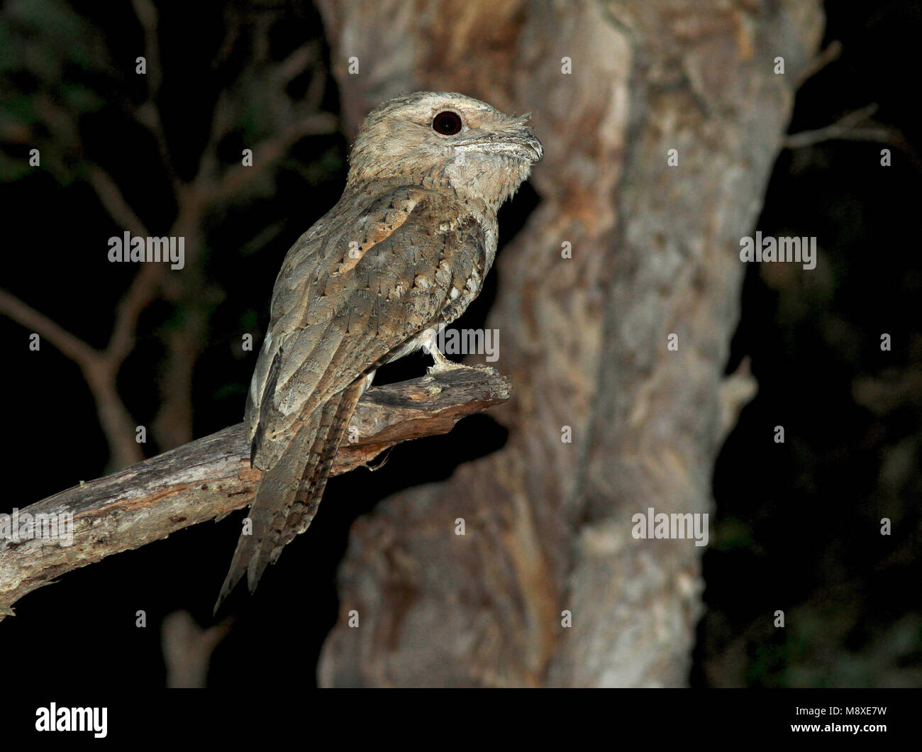 Image oiseaux faite par Pete Morris Banque D'Images