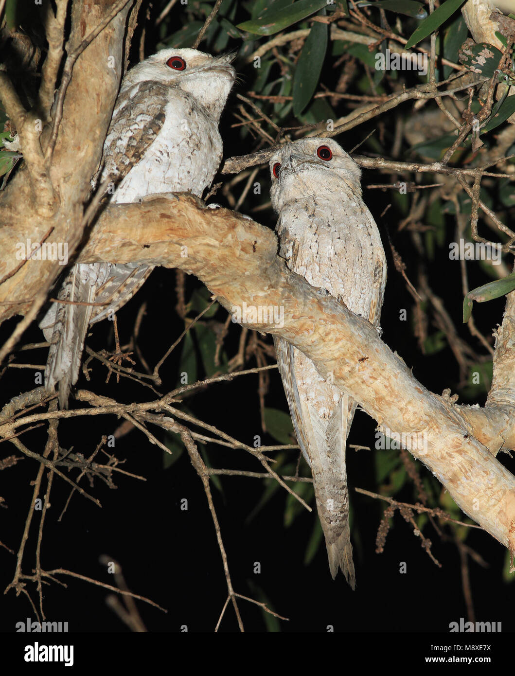 Image oiseaux faite par Pete Morris Banque D'Images