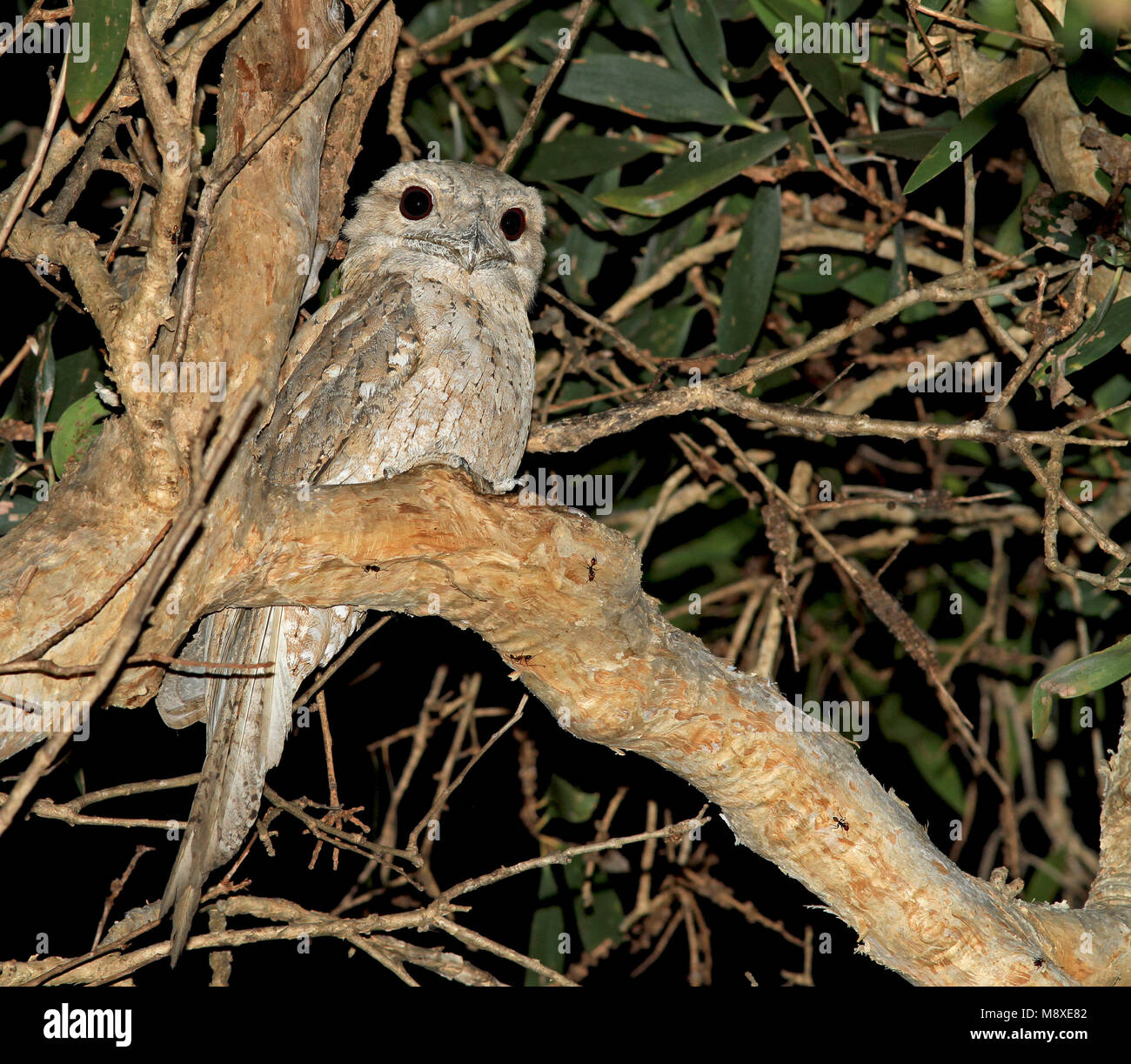 Image oiseaux faite par Pete Morris Banque D'Images