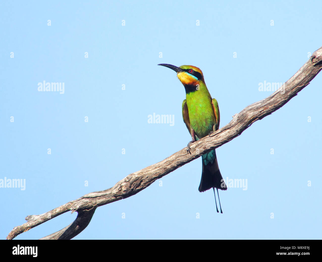 Image oiseaux faite par Pete Morris Banque D'Images