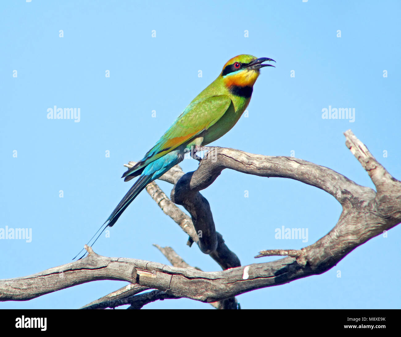 Image oiseaux faite par Pete Morris Banque D'Images