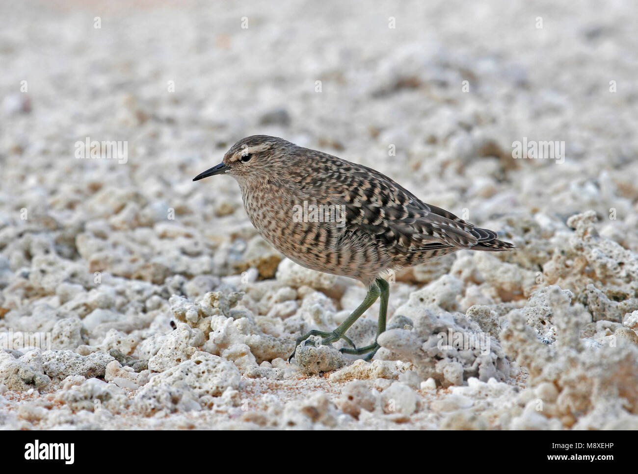 Kiritimatistrandloper foeragerend op het strand ; Tuamotu Sandpiper nourriture dans la plage Banque D'Images